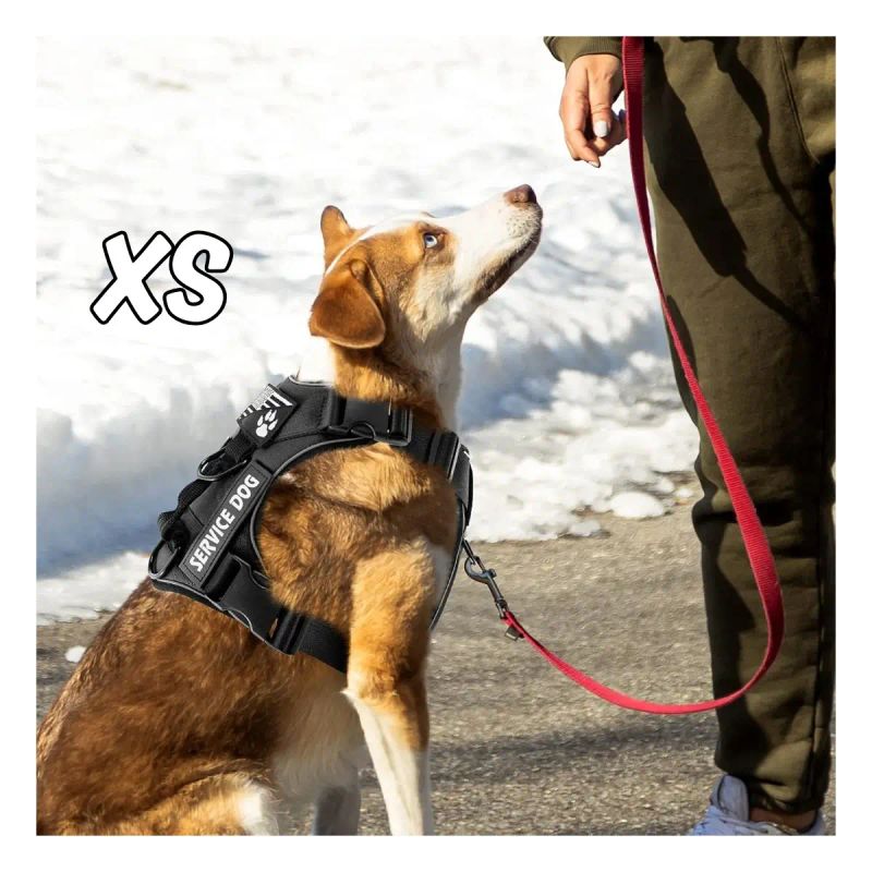 PECHERA CON FAJA SERVICE DOG TALLA XS