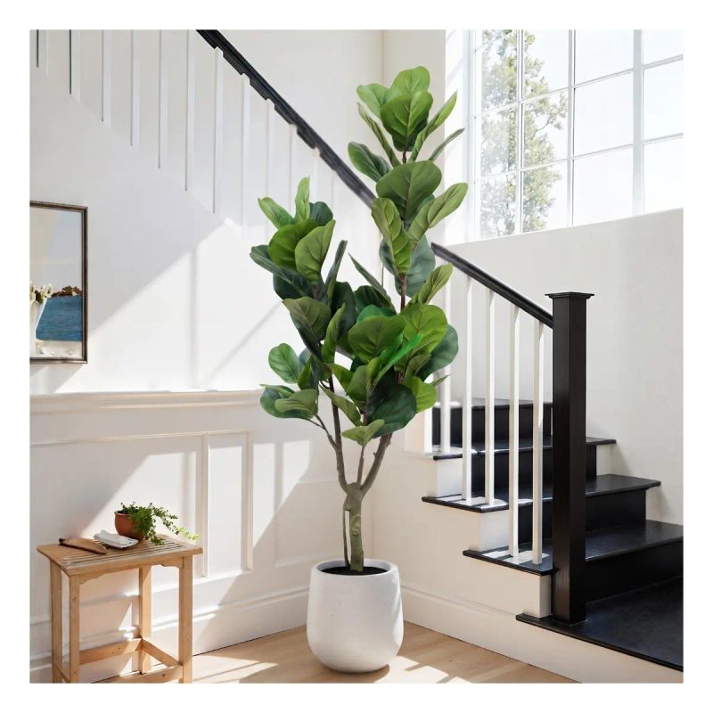 ARBOL FICUS LIRA 1.6M